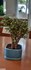 تصویر  درخت مينياتوري سري H, تصویر 1