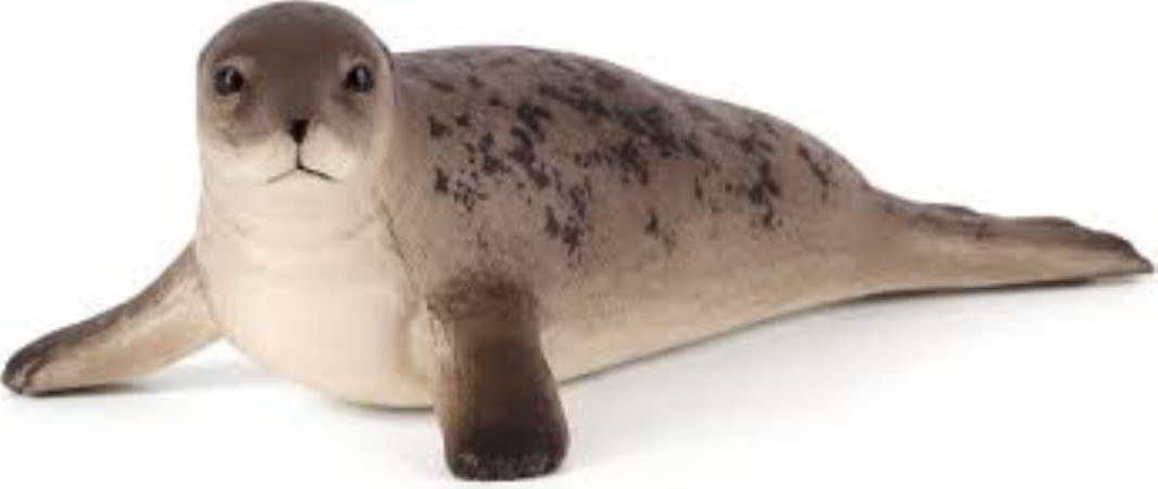 تصویر  Grey Seal 387091