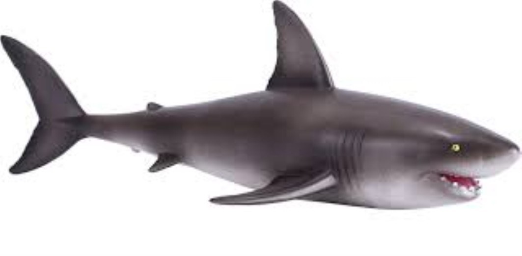 تصویر  Great White Shark 381012