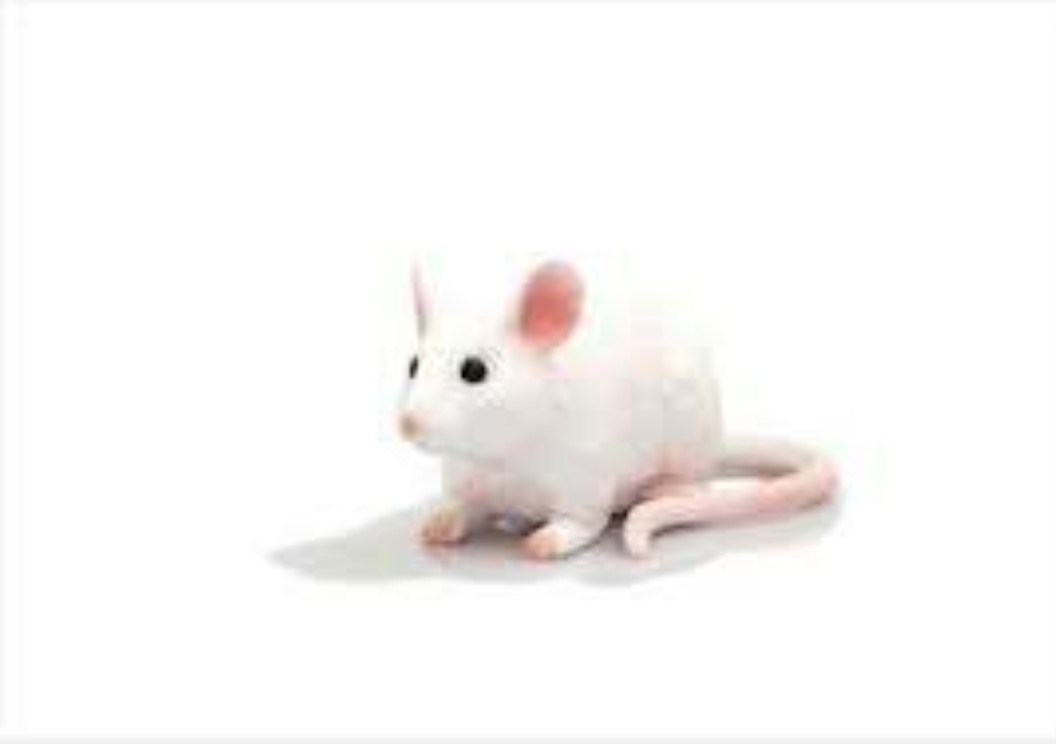 تصویر  Mouse 387235